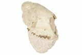 Partial, Fossil Oreodont (Merycoidodon) Skull - South Dakota #198225-1